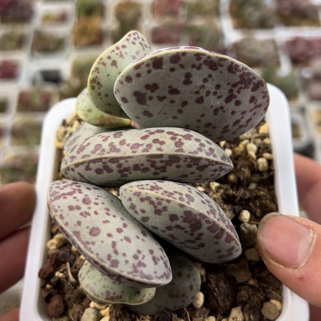 超大叶片花蛋多肉植物水泡