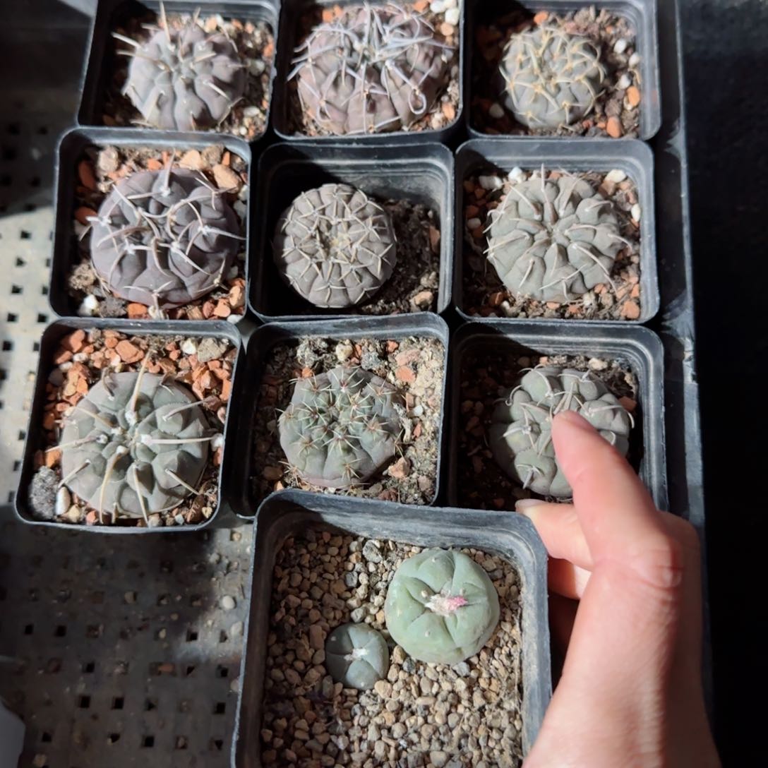 实生裸萼➕一盒草球多肉