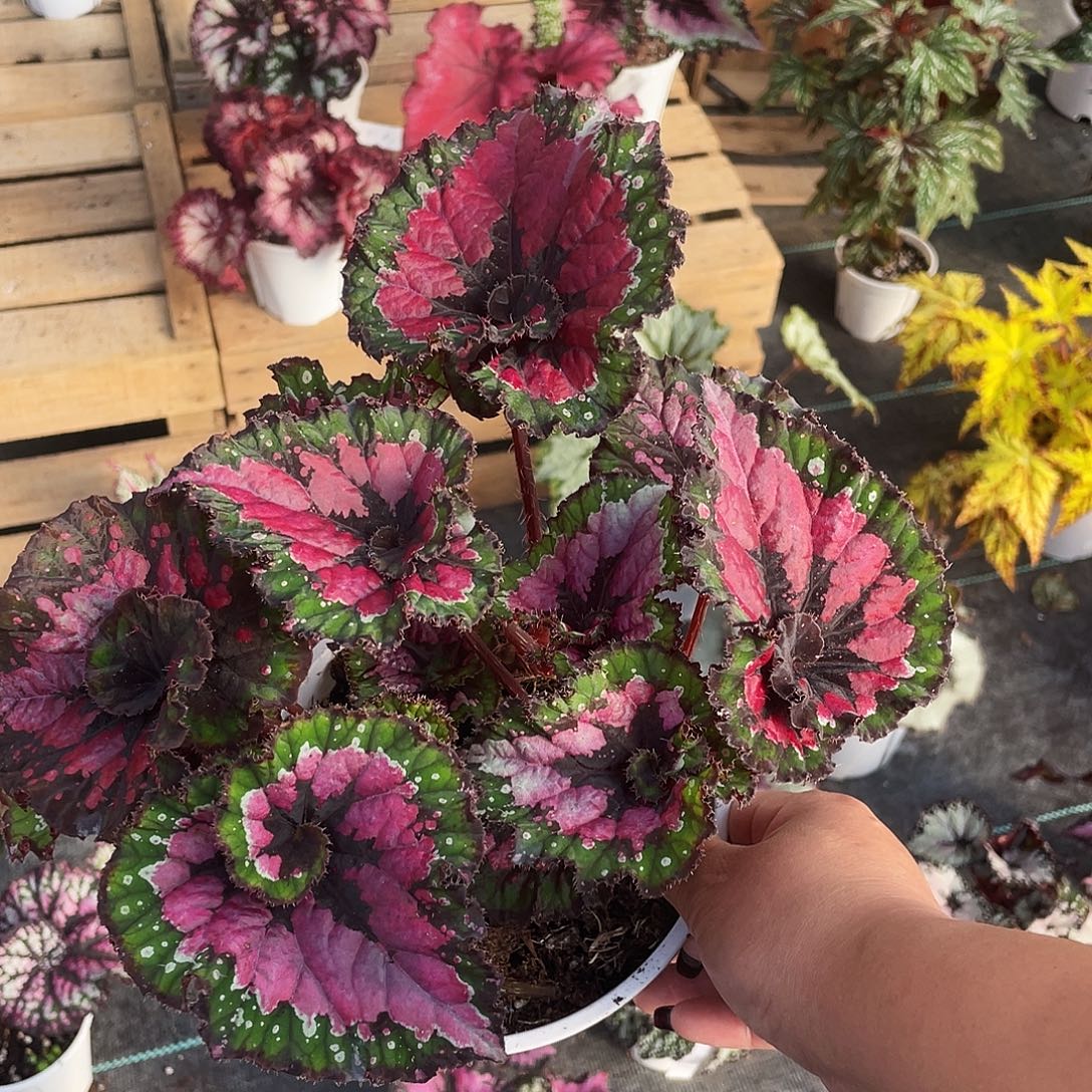 完全开放彩蜗牛 42.8