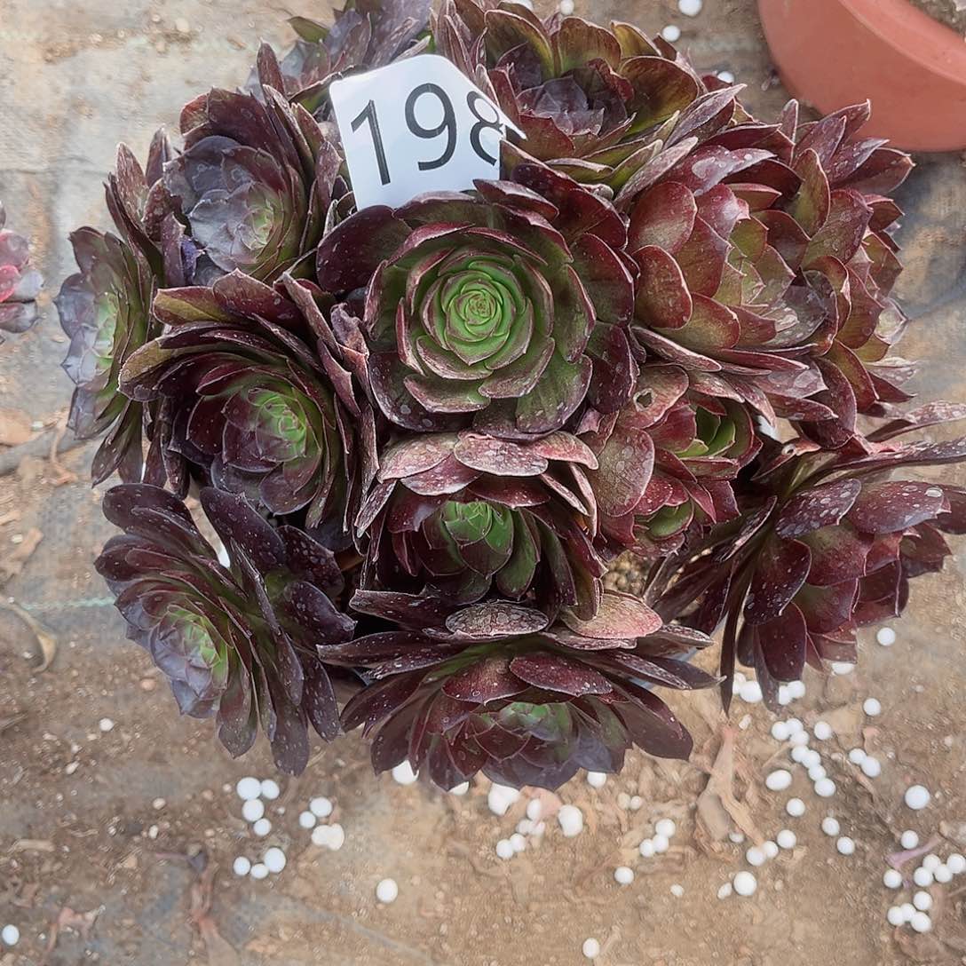198不知名多肉植物