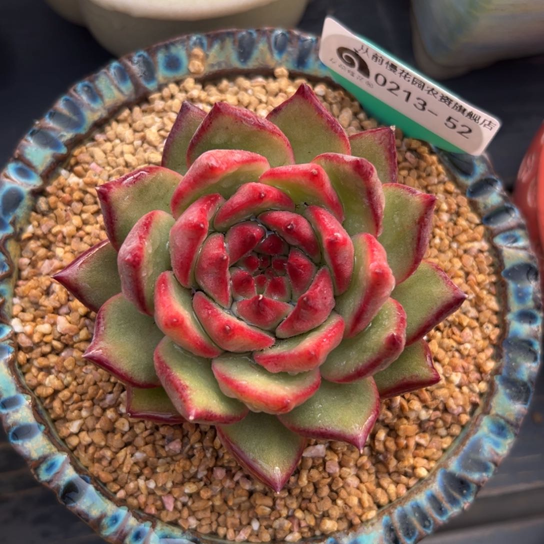 多肉一物一拍0213-52