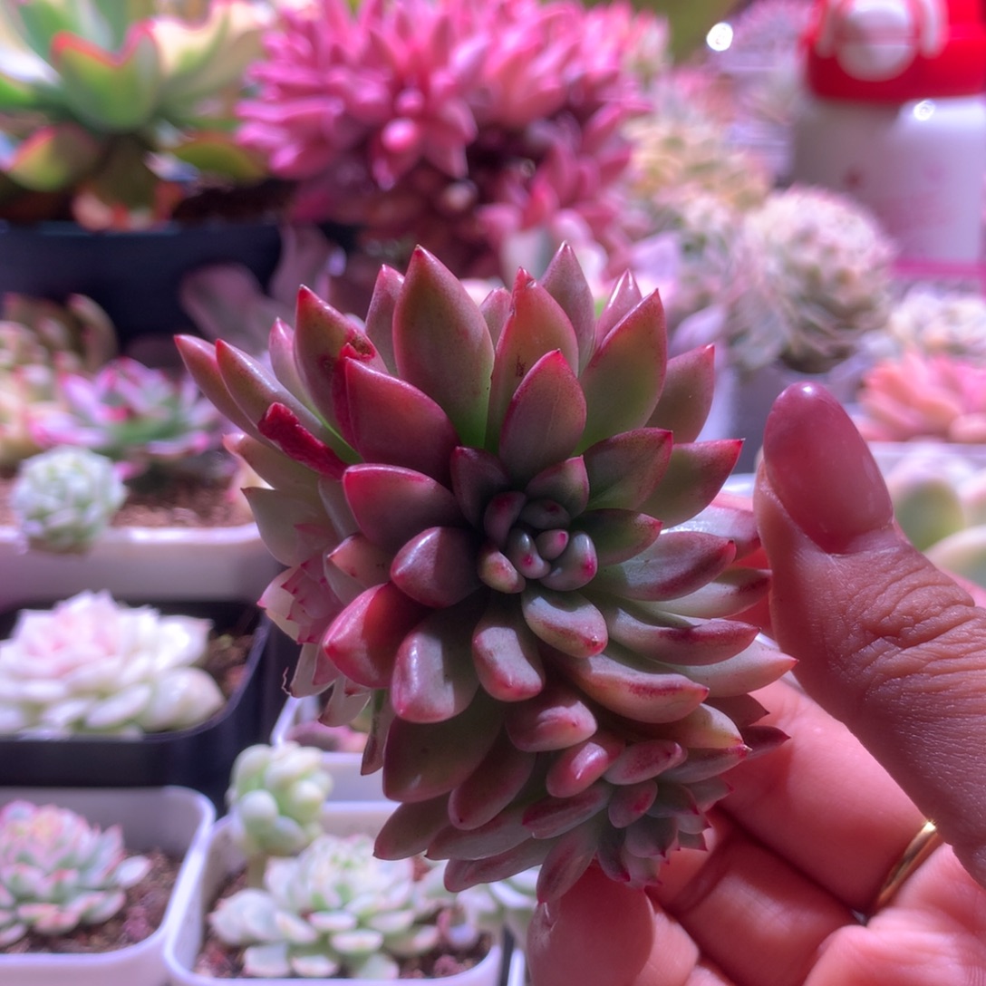 鹰嘴红覆轮锦群生