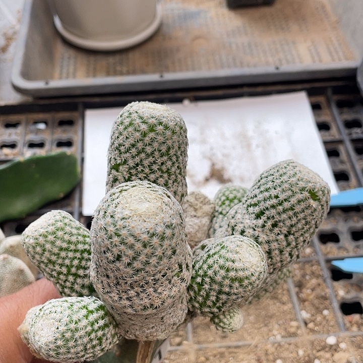 仙人球白鸟151号球