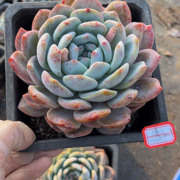 清****8橙梦露单头一颗140盆