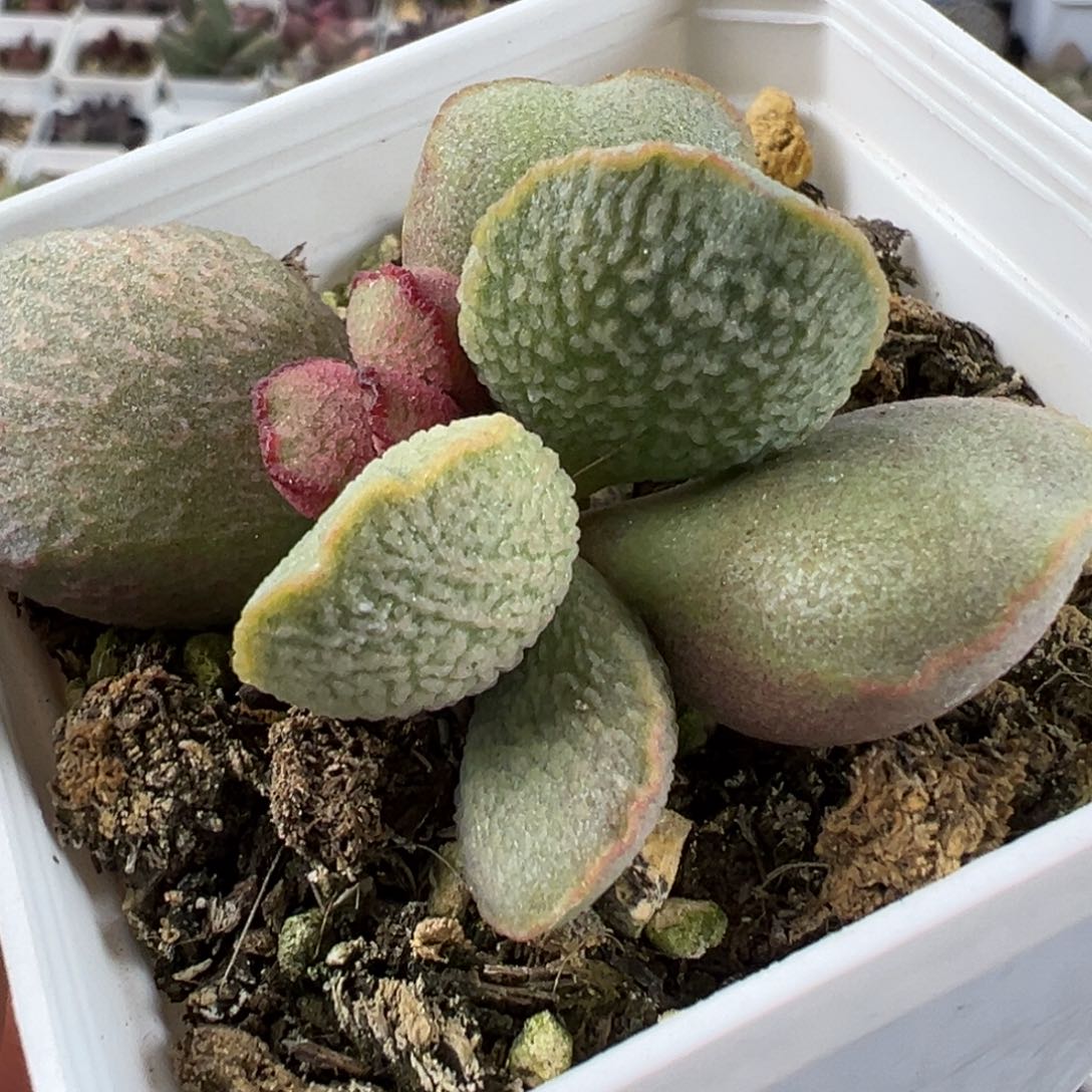 流萤磨砂蛋单头纯木质单头