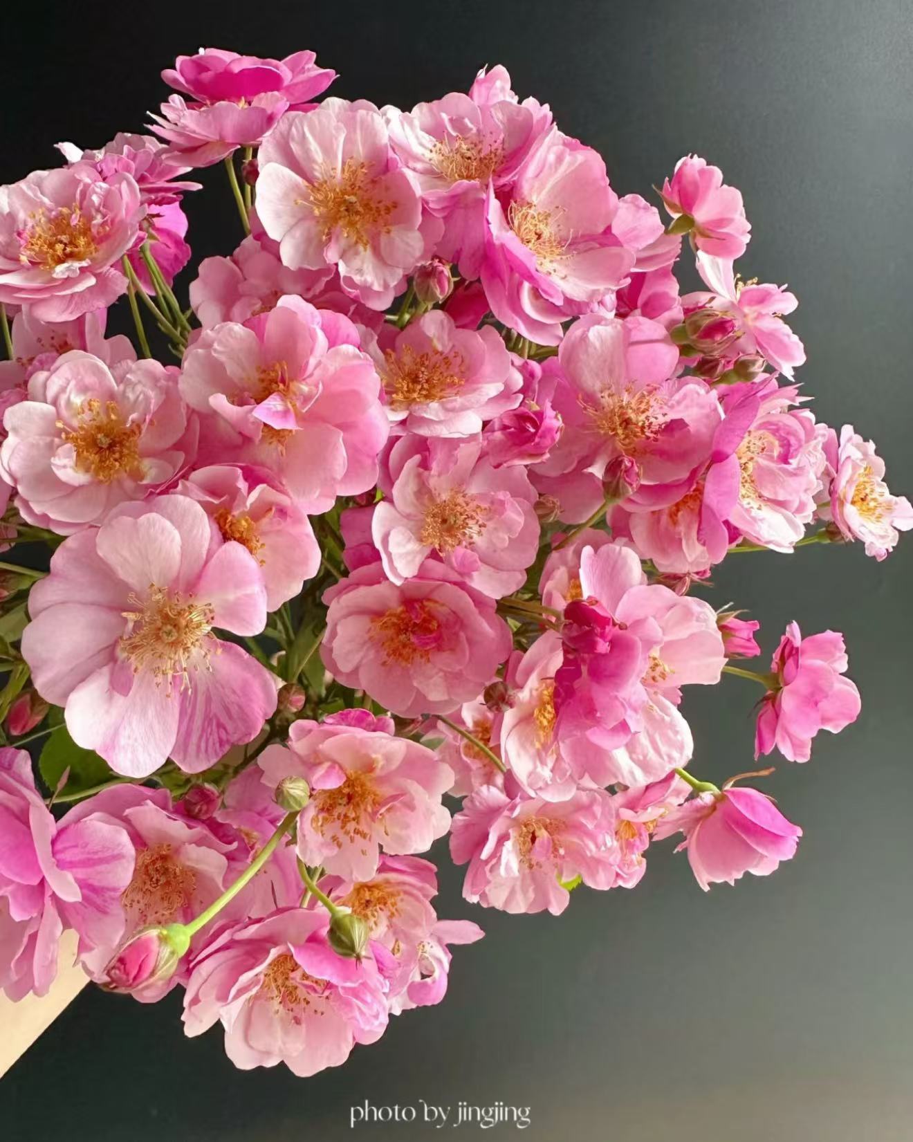 薰衣草梅迪兰ADR认证 月季扦插苗阳台庭院盆栽