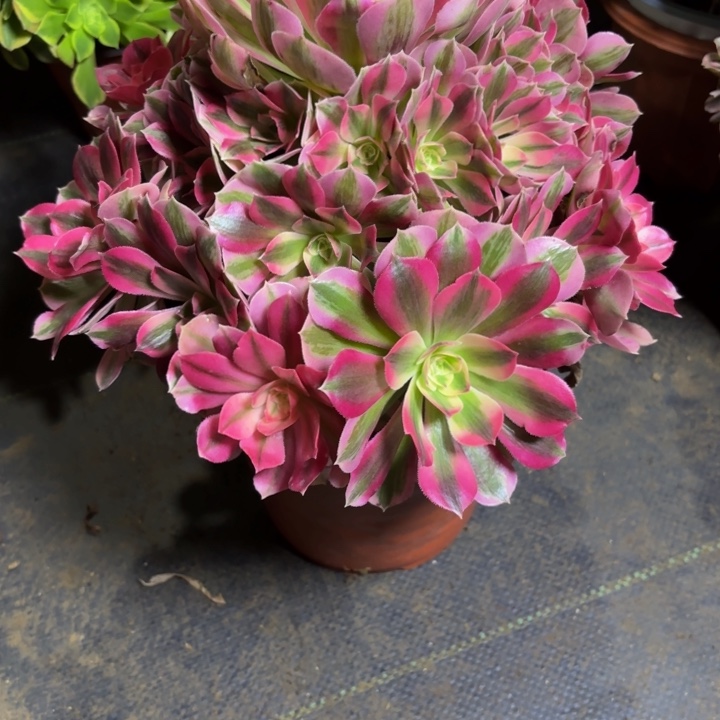 瑞妈，，。。。657女巫，