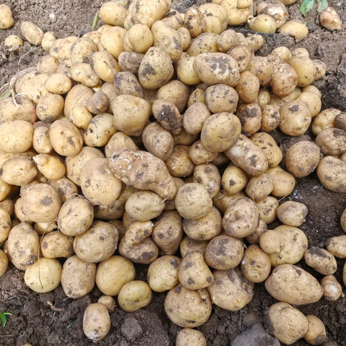 （香彬农品阁）农家自种的新鲜土豆洋芋现挖现发
