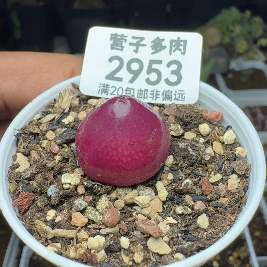 灯泡1.9➕带盆土                  