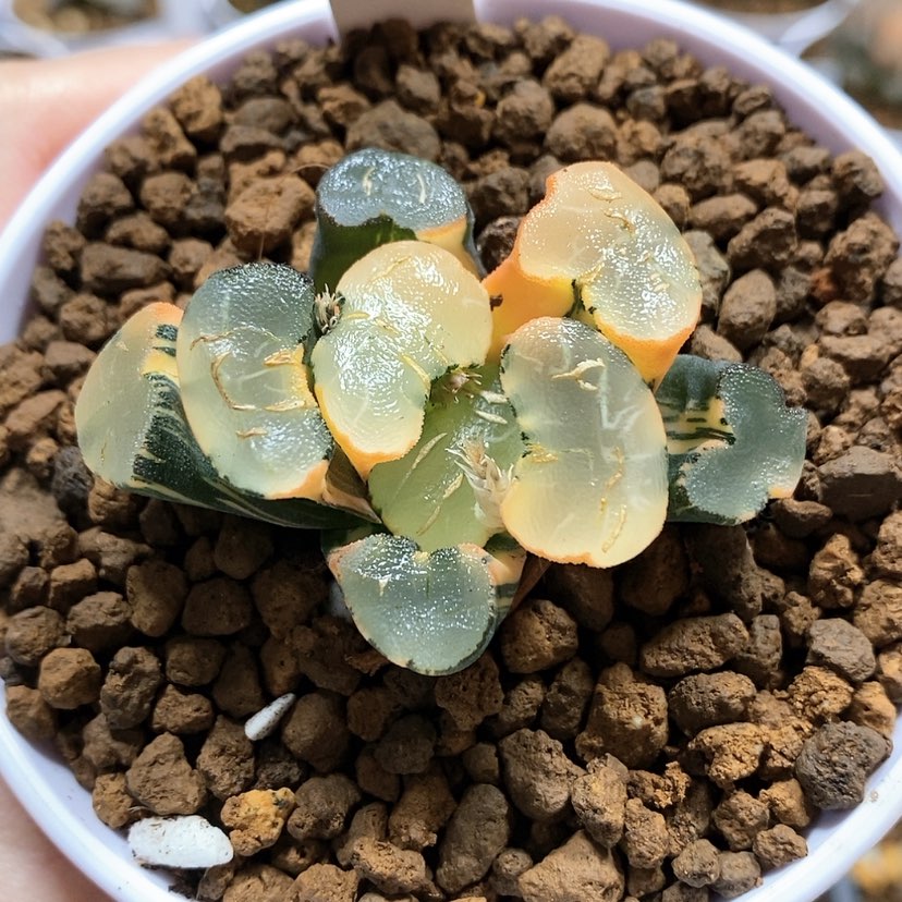 【闪购商品】58透镜万象锦