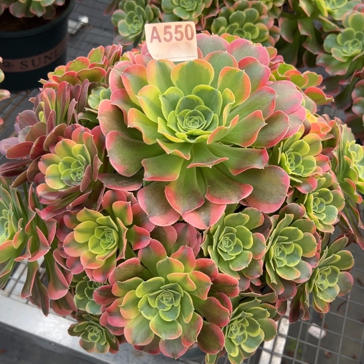 550特斯拉35厘米左右