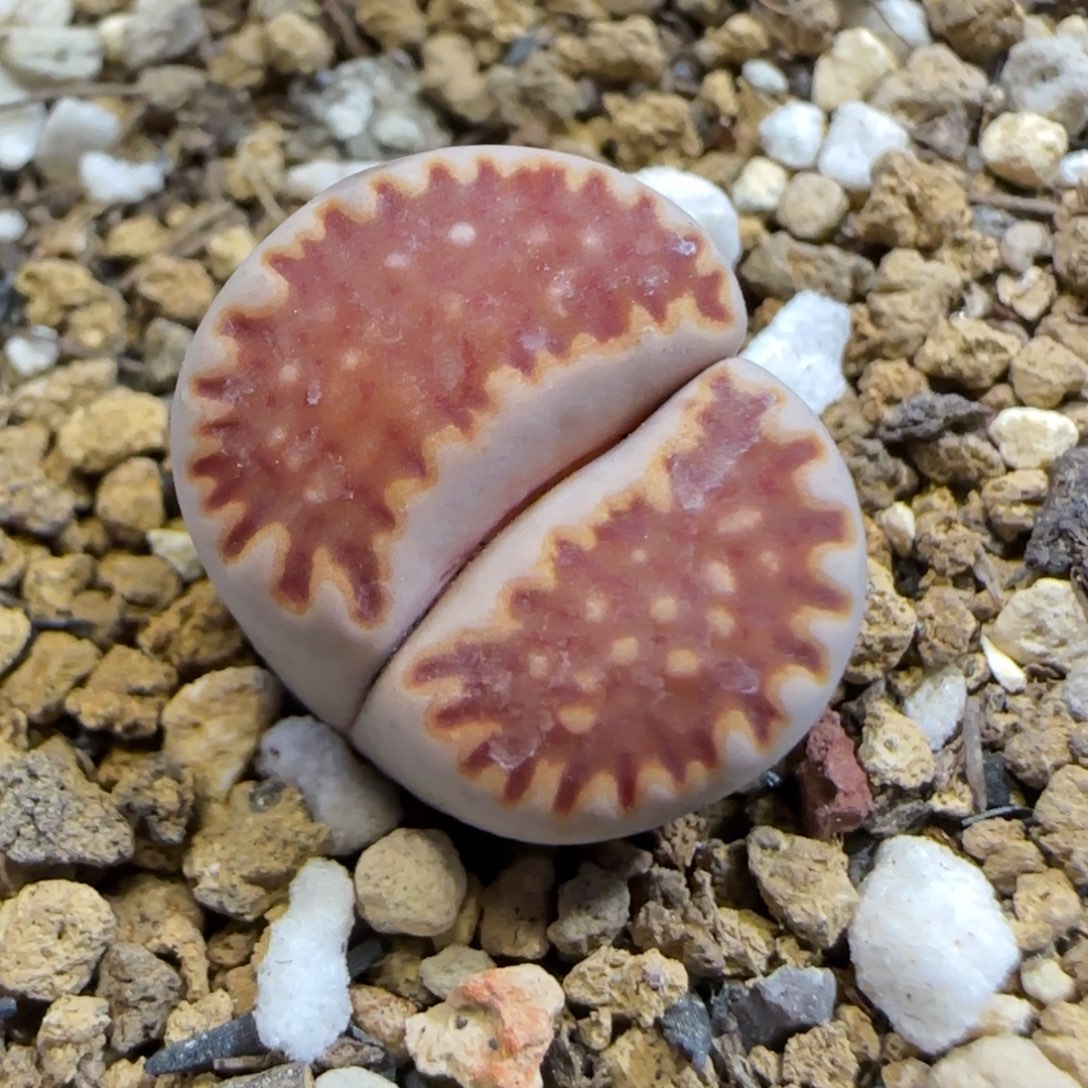 11.28. c259福来.9010尺寸1.5cm