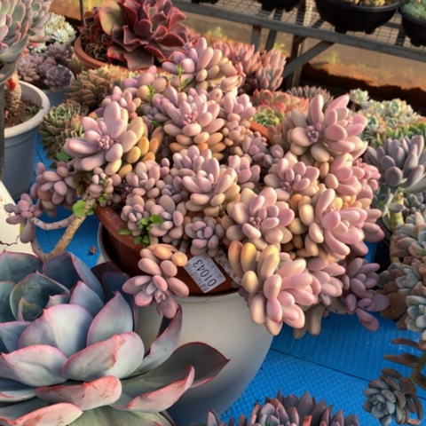 晓****事1043淘蛋多肉