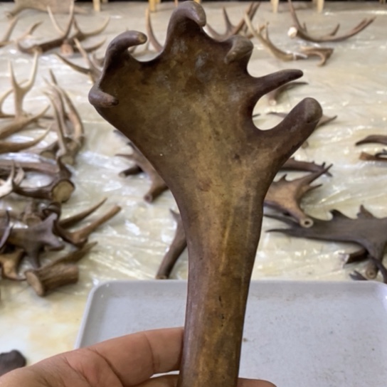 大叶紫檀（黑酸枝木类）