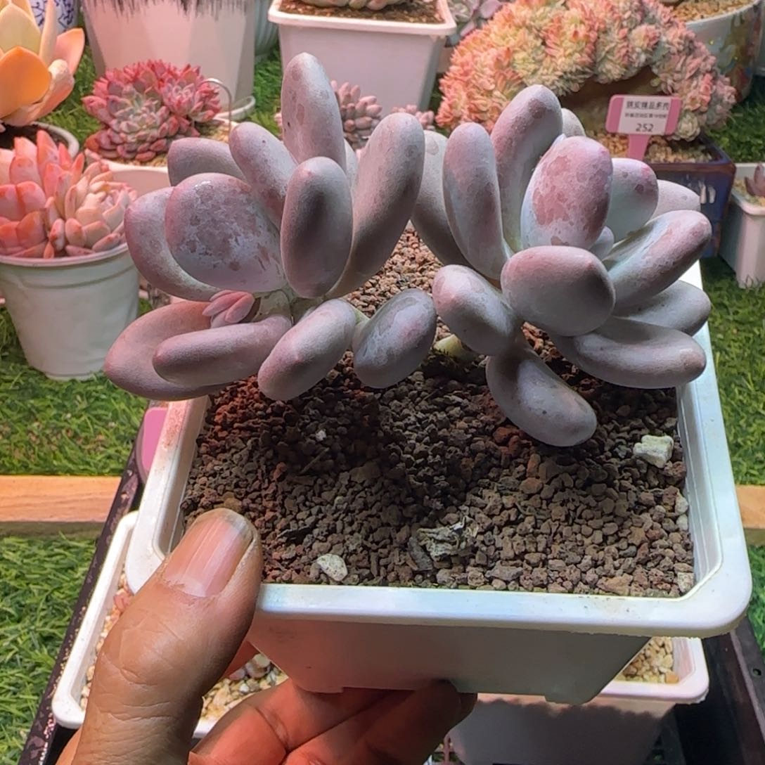 锦安精品多肉植物277