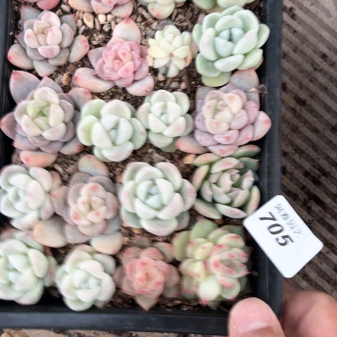 阿雅园艺。       705