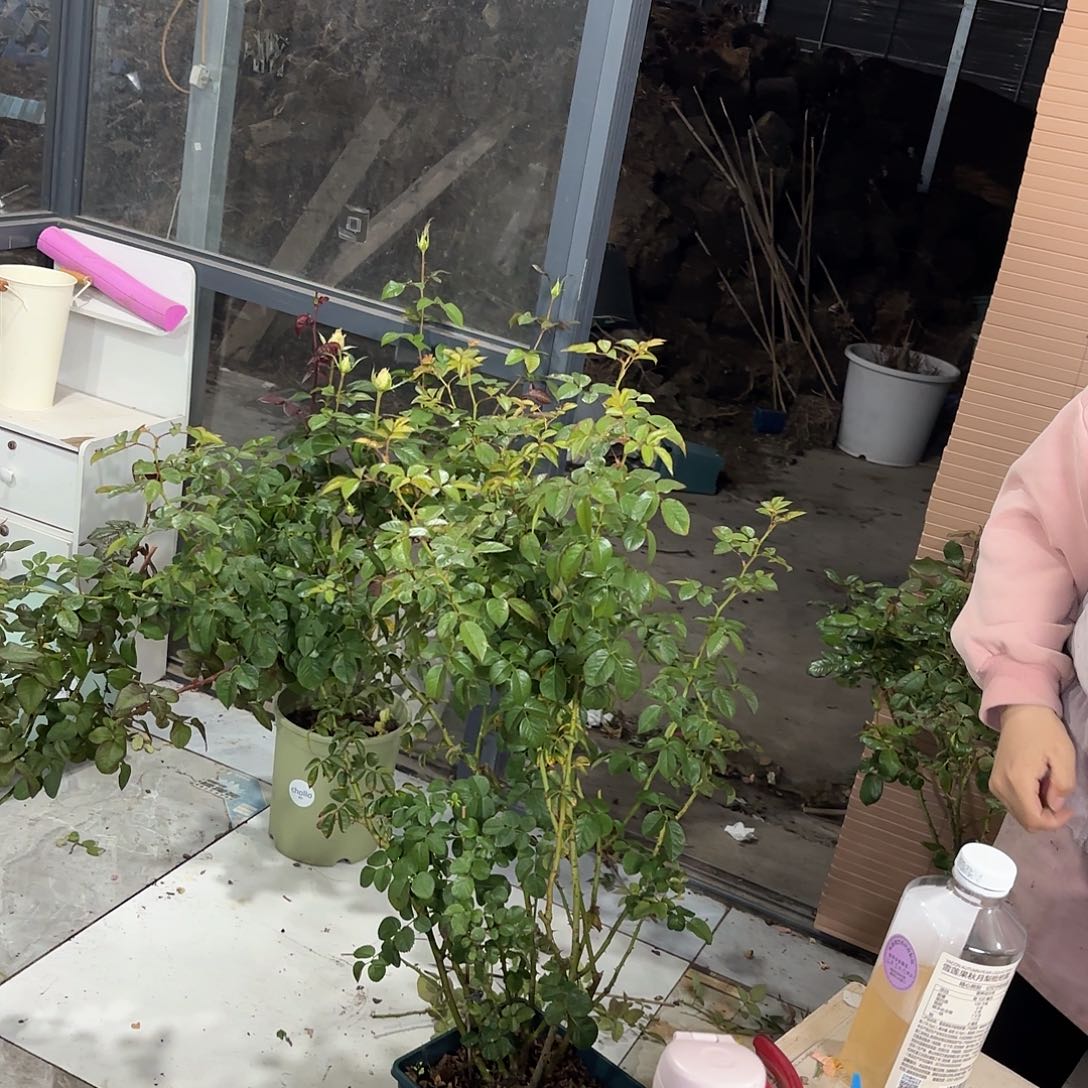 藤果汁3加仑根接苗