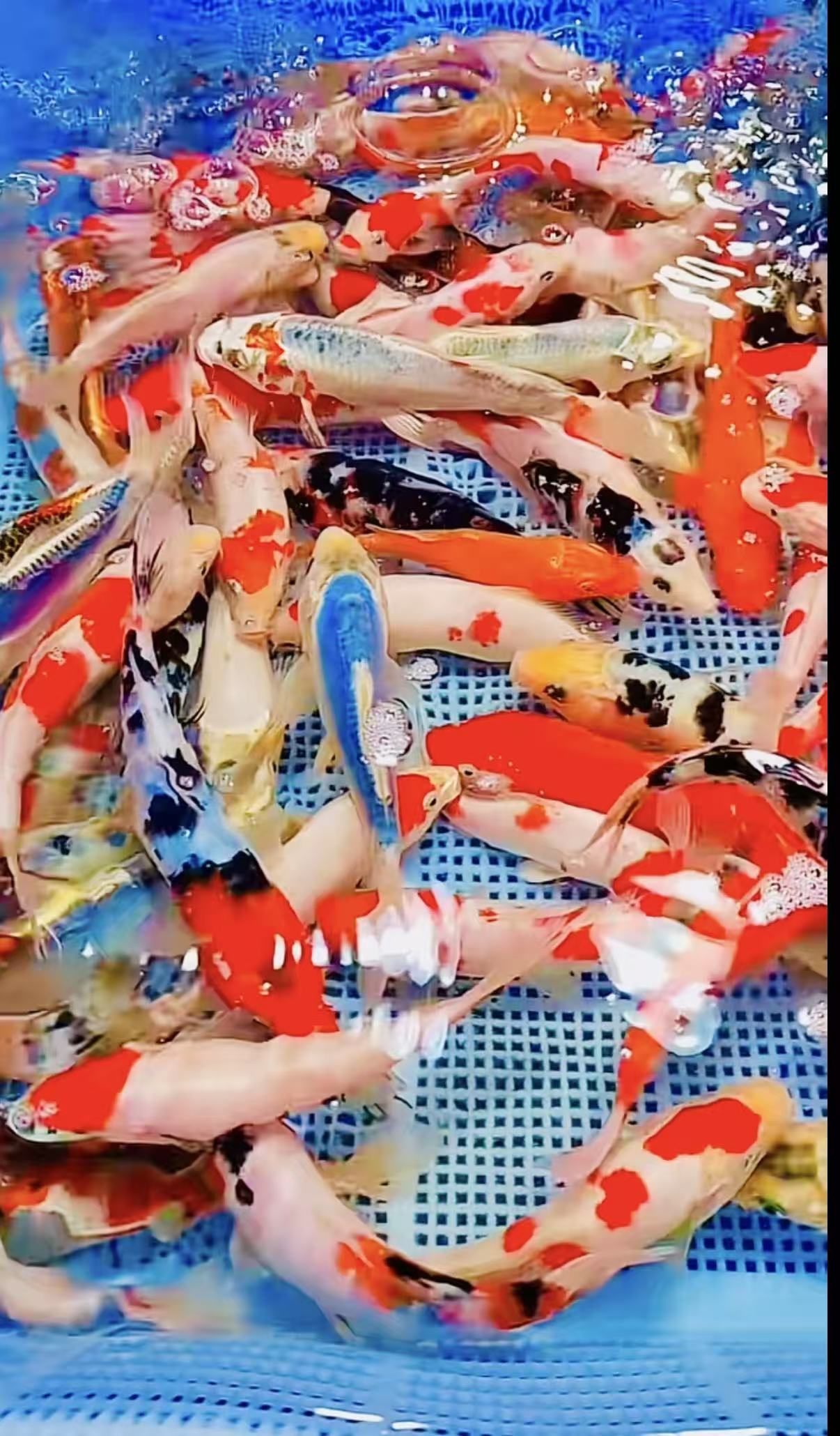 红白三色锦鲤鱼活体冷水淡水观赏鱼好养耐活 完整开箱视频售后