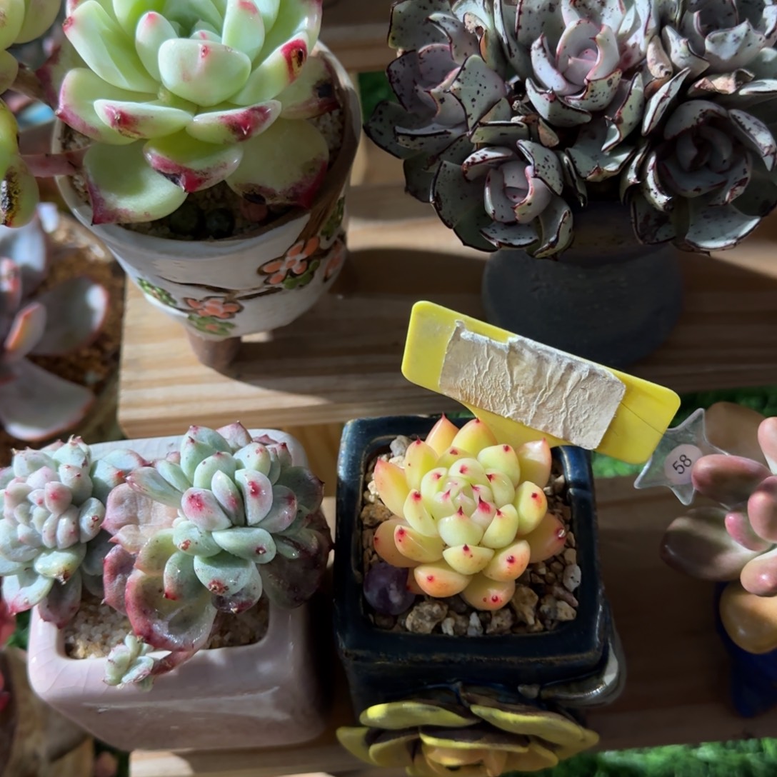 迷***熊多肉植物蒸馏系列