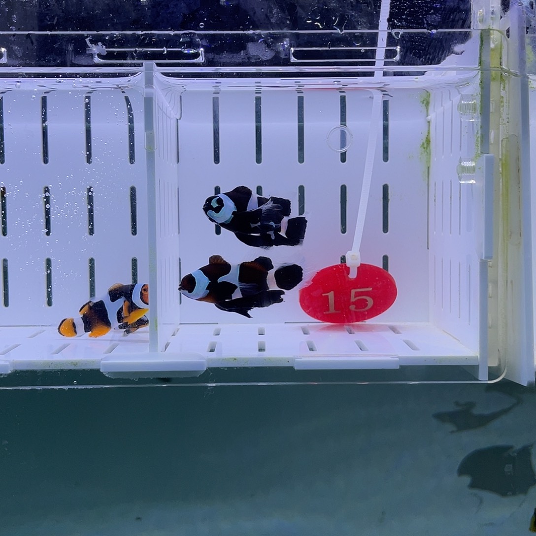 海水鱼恶魔礼服4左右