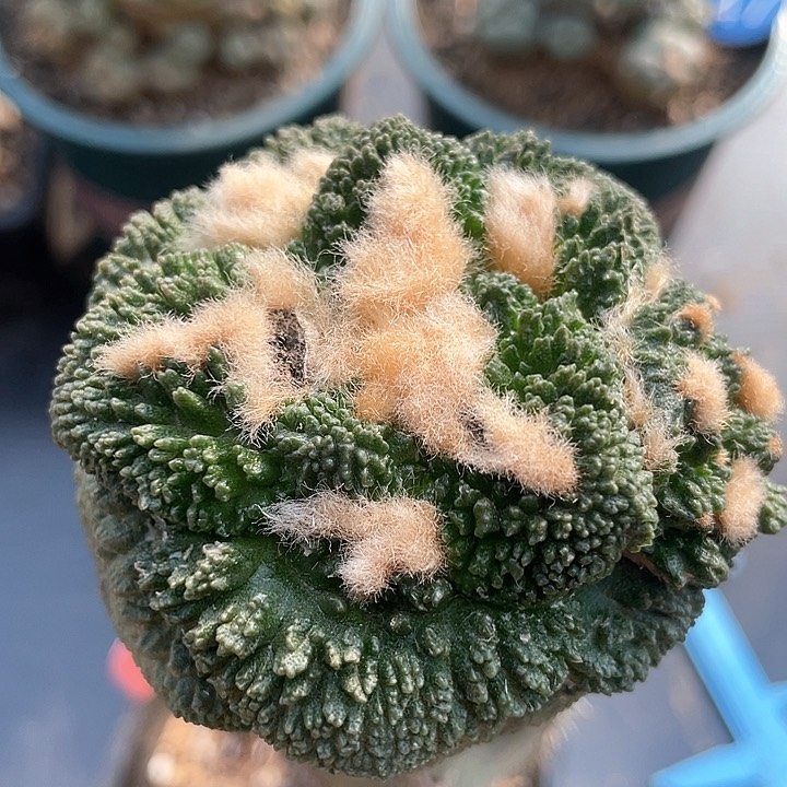 哥斯拉6.4公分089