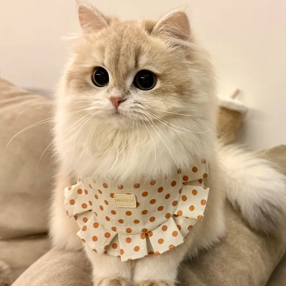 宠物猫咪-金渐层,蓝金,蓝猫,缅因,矮脚,三花,布偶,金吉拉,金加白