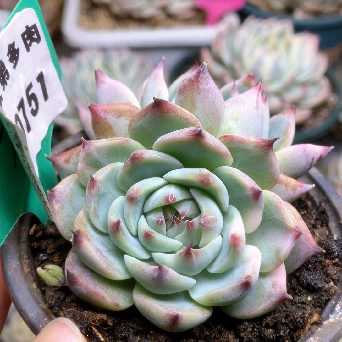 751锦锦锦锦锦锦锦