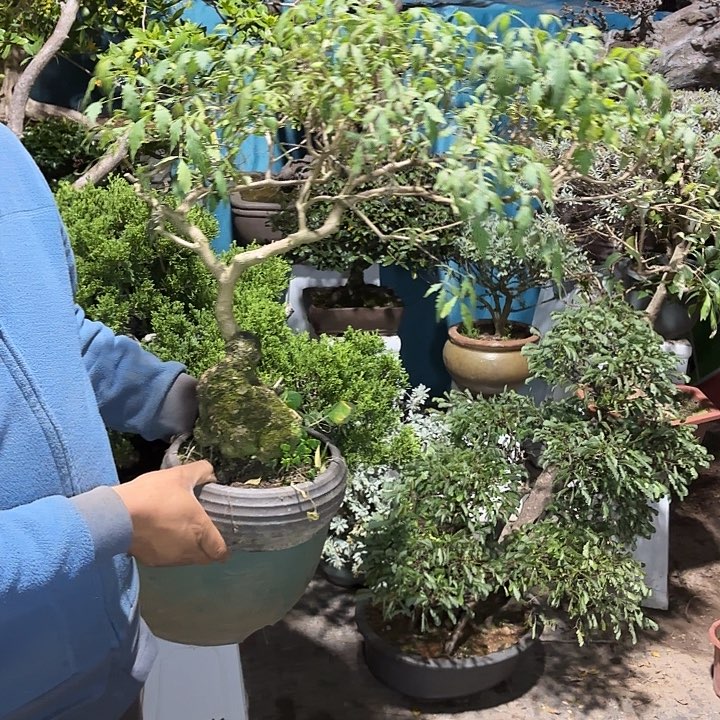 不***信无花朵还差哈哈哈