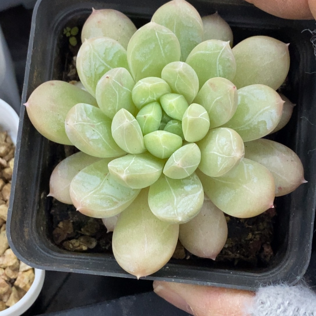 精品多肉一物一拍不包整308