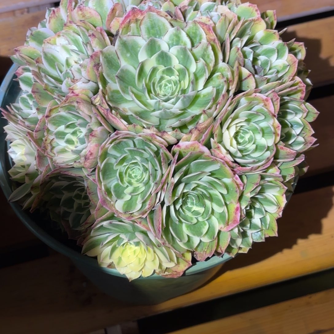 云南多肉植物伊丽莎白