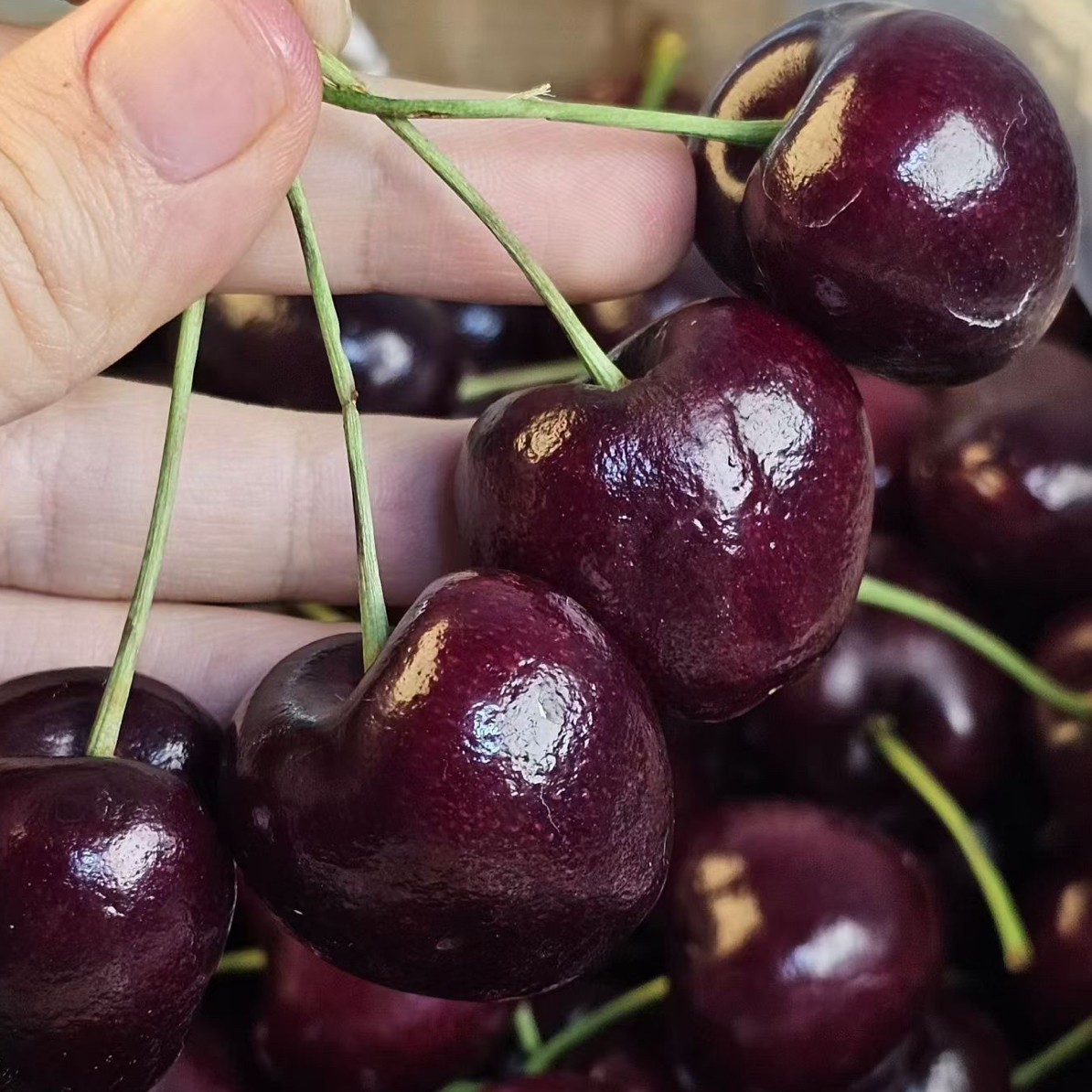 8️⃣仔空运桑提娜车厘子J-5J内附果径卡