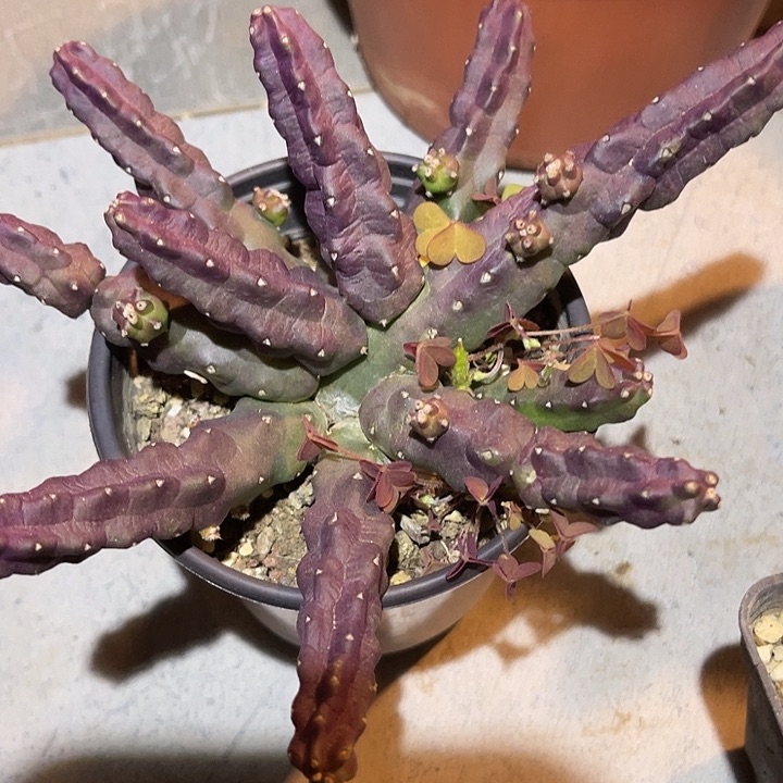 满38包邮2天凑单，脱土晾根发货多肉植物紫皮桃太郎