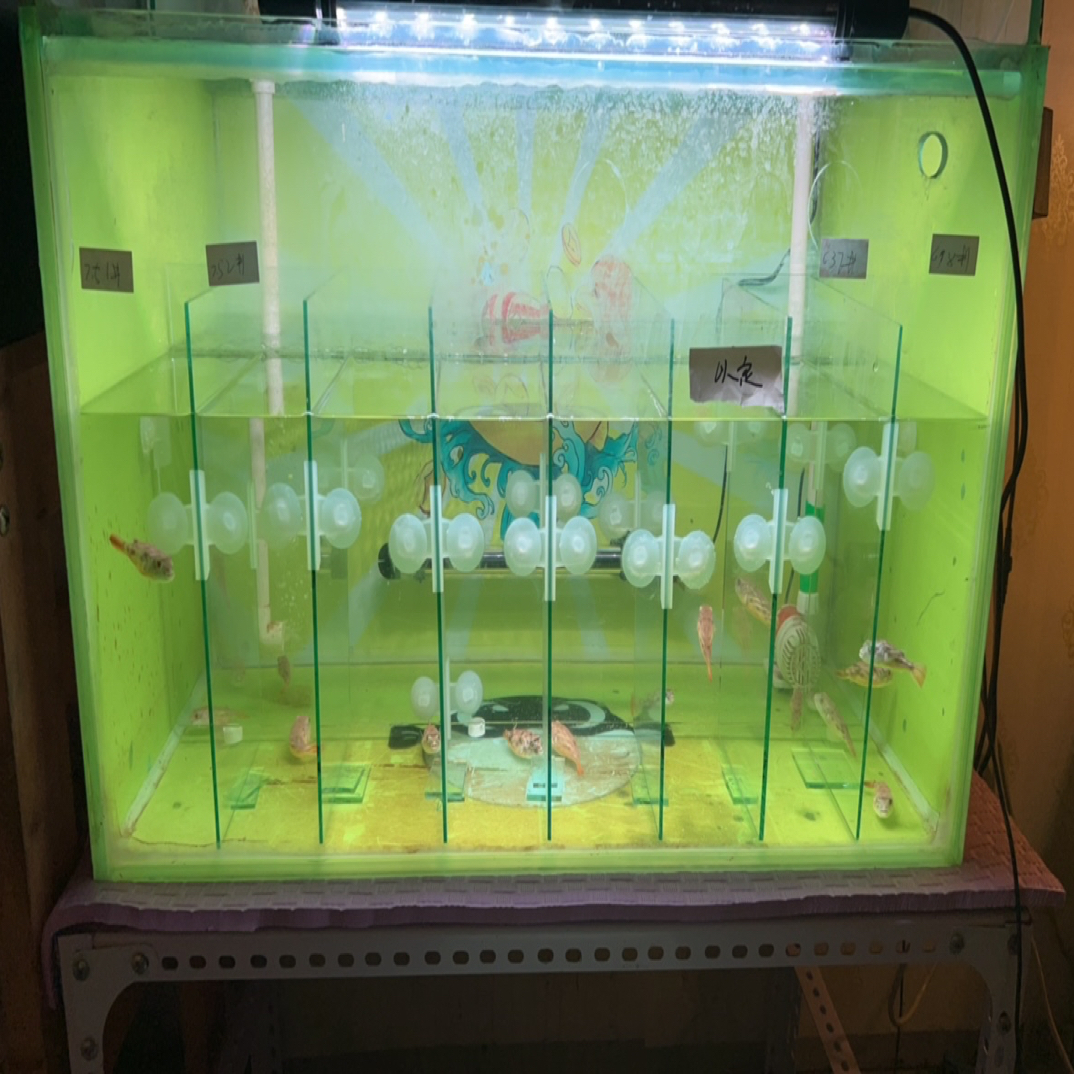 斑马狗头6-8厘米（纹路全顺）凶猛淡水鱼 可挑可选包邮包损保牙口