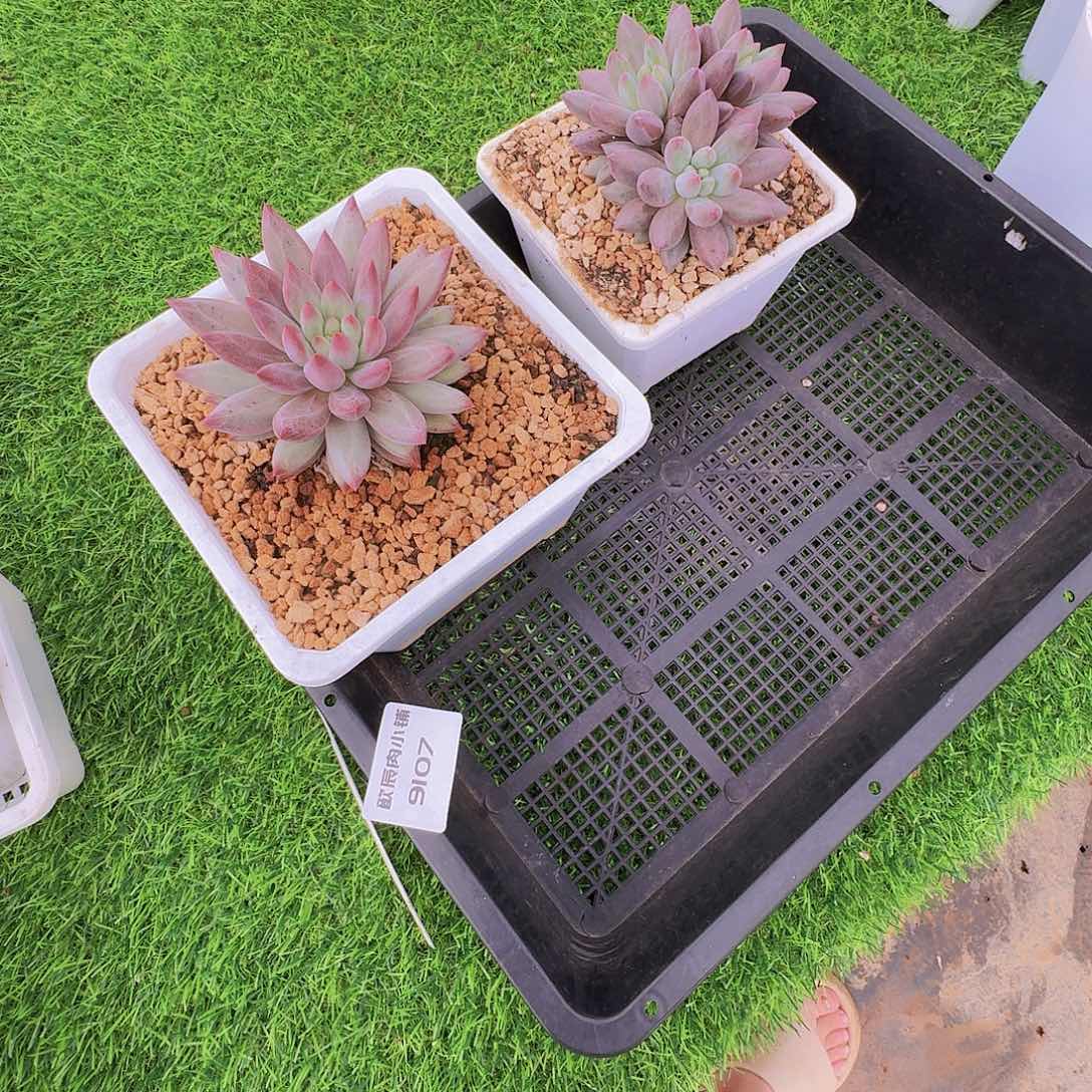 裹***1多肉植物虞美人寄养 9107