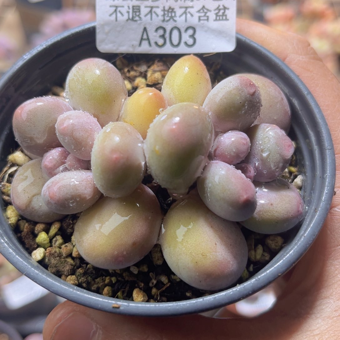 303-彩虹奶6cm多肉