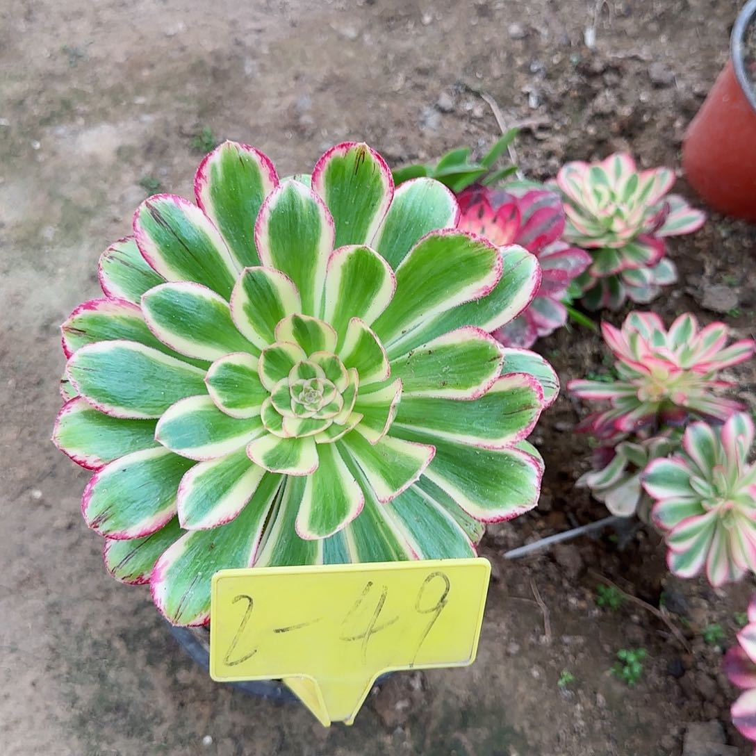 2-49---多头多肉植物