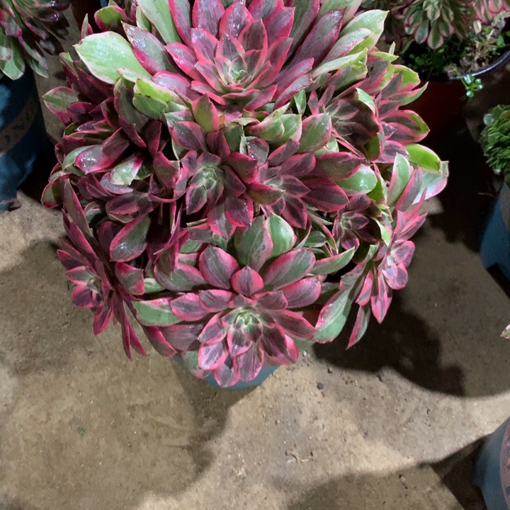 239浣纱多肉植物特价