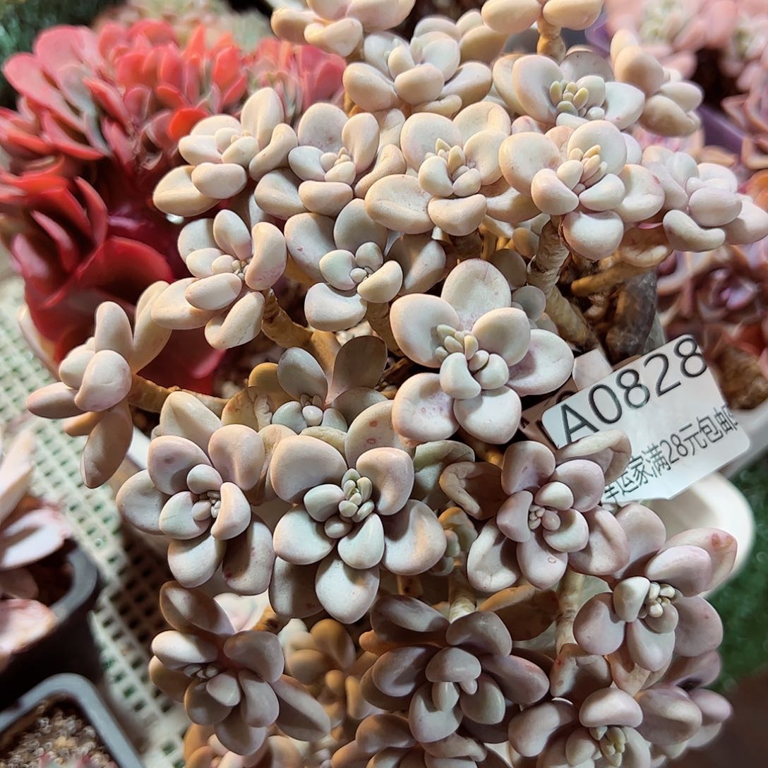 幸运的是我的朋友们