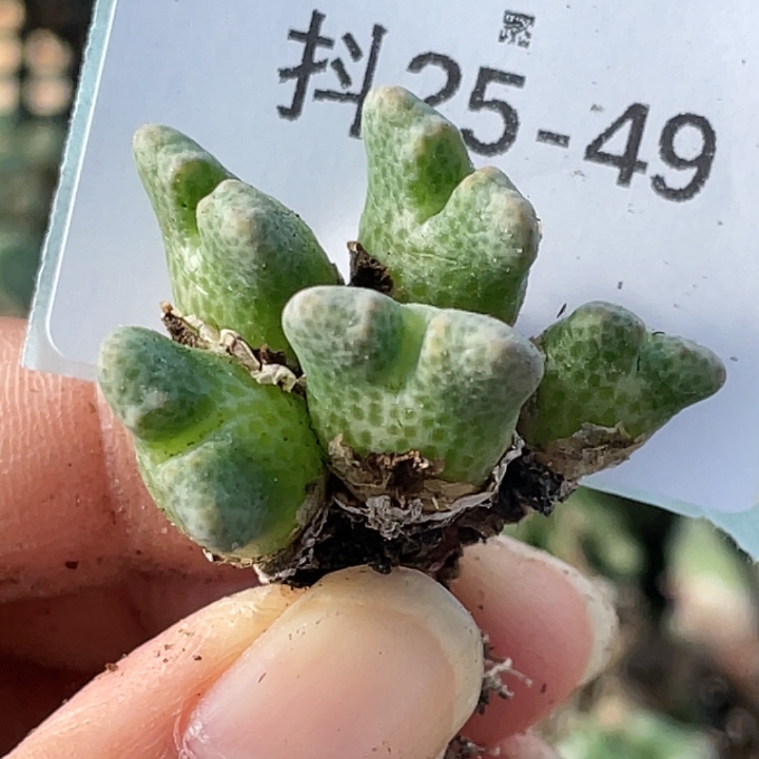 25-49鹿角斑马肉锥