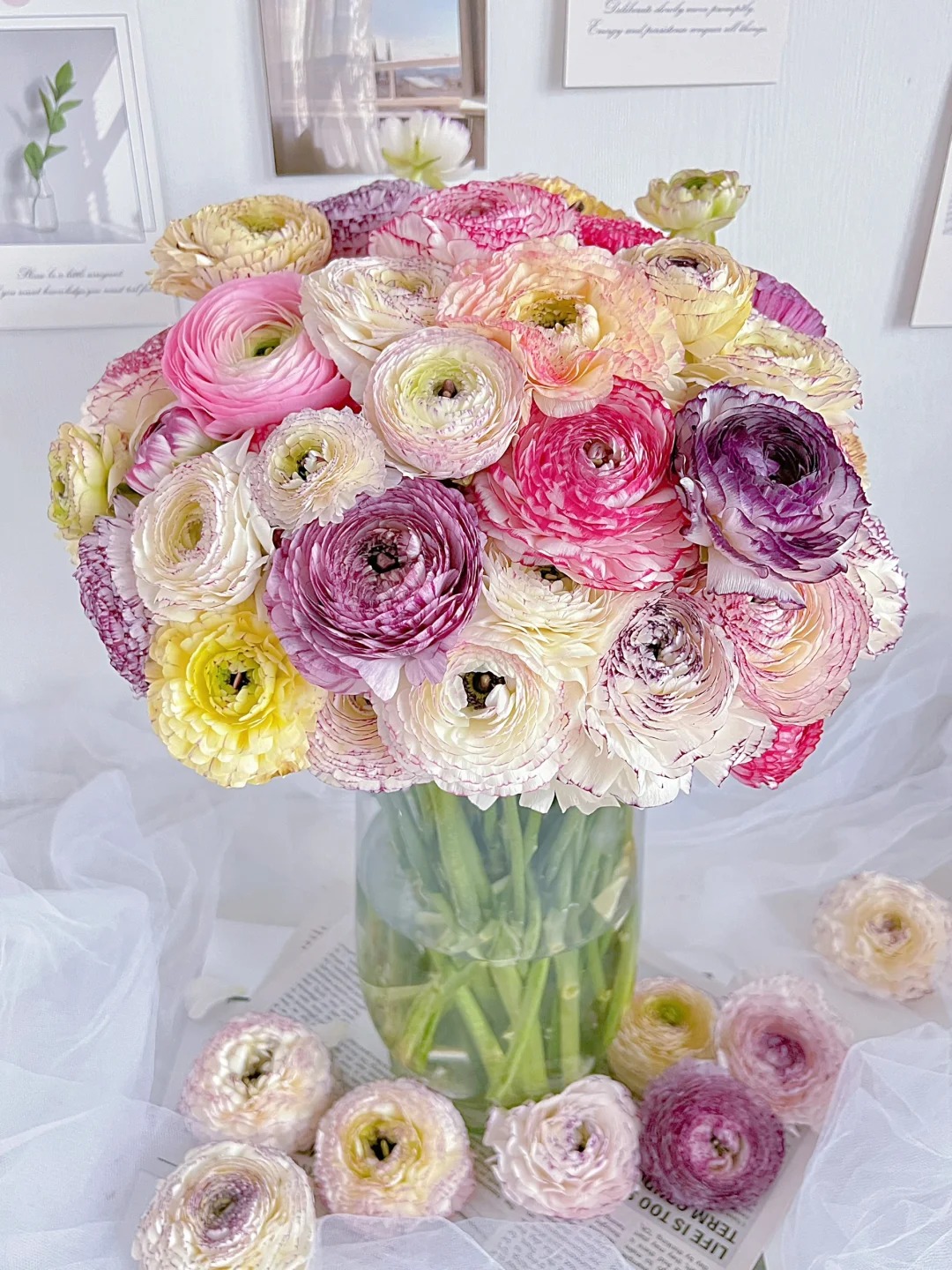 花边洋牡丹1扎  每一朵都会有不同的魅力和美丽，