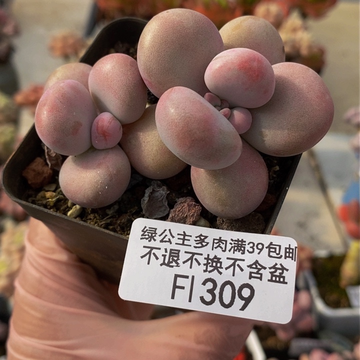 腰子桃蛋6cm309多肉植物