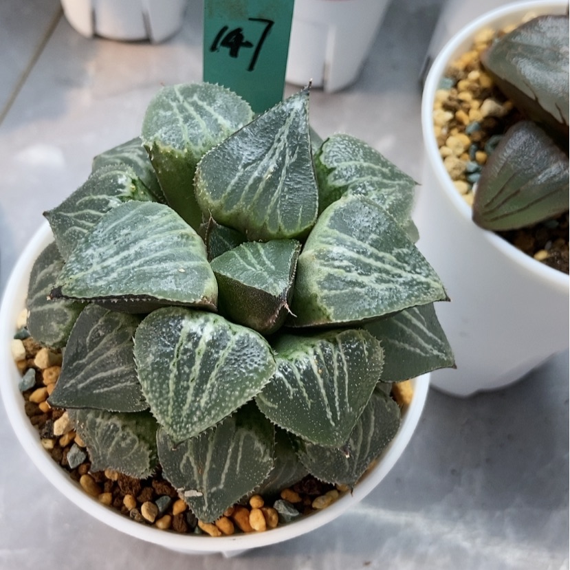 【闪购商品】是**呀147春雷