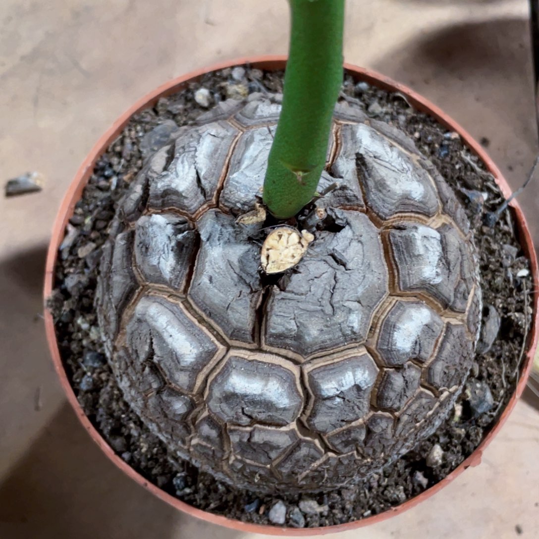 龟甲龙22222222222