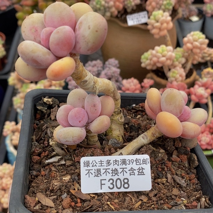 蛋黄奶老桩308多肉植物