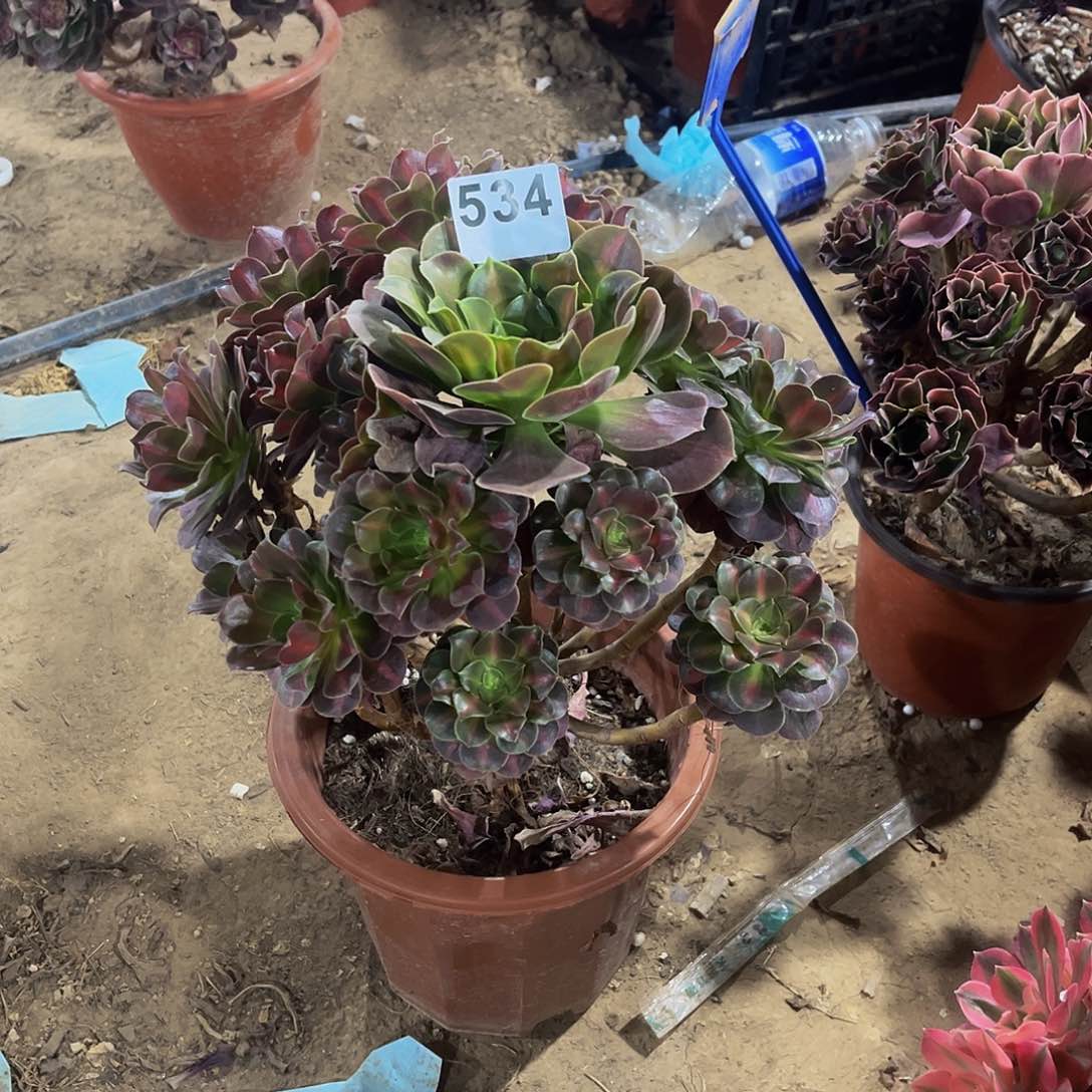 尹***。多肉植物一物一拍534