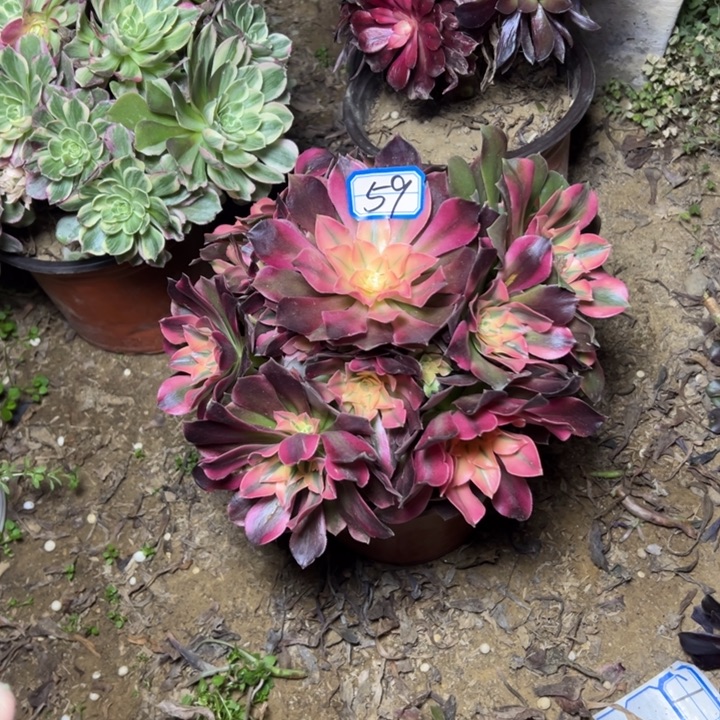 多肉植物香风法师59