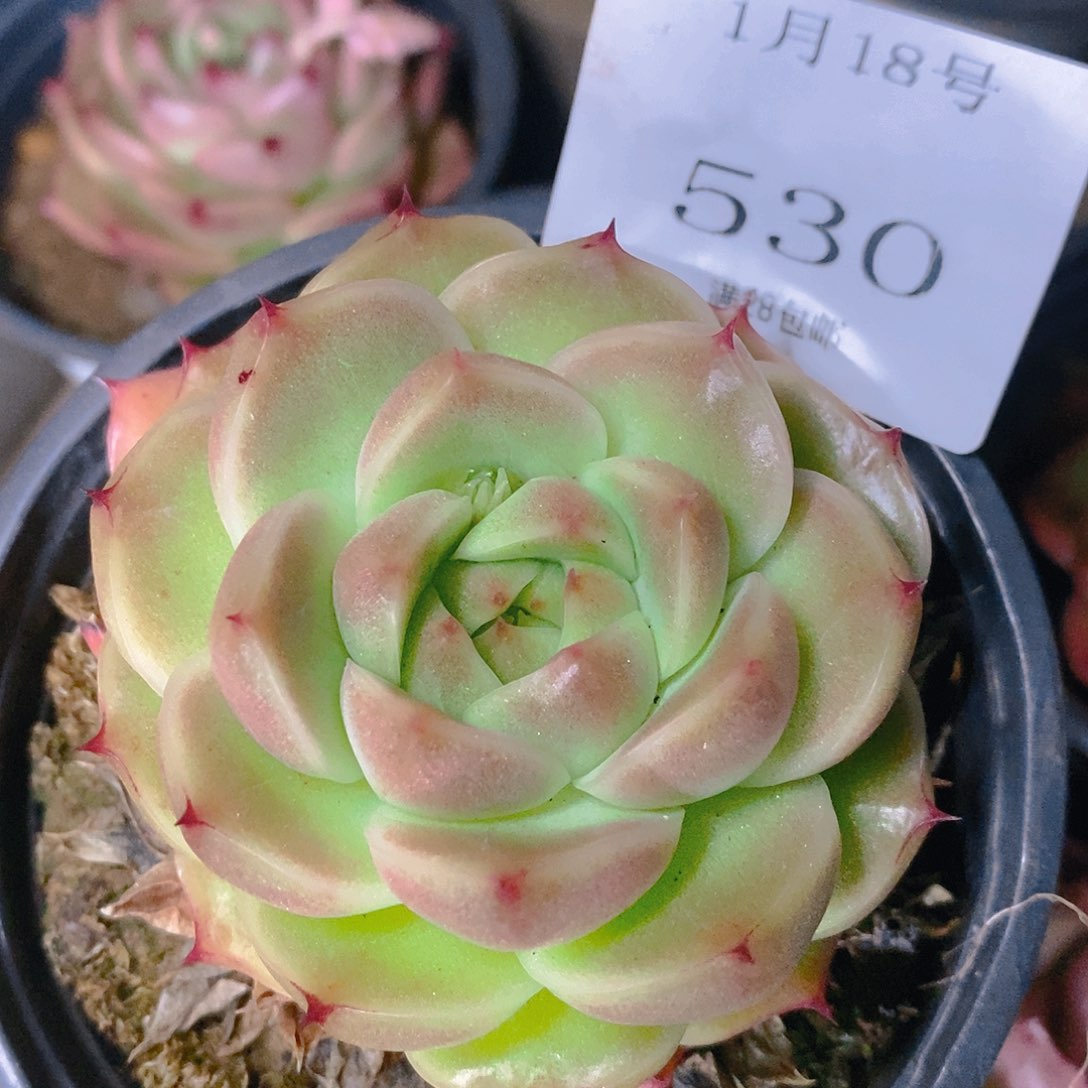 【闪购商品】云530