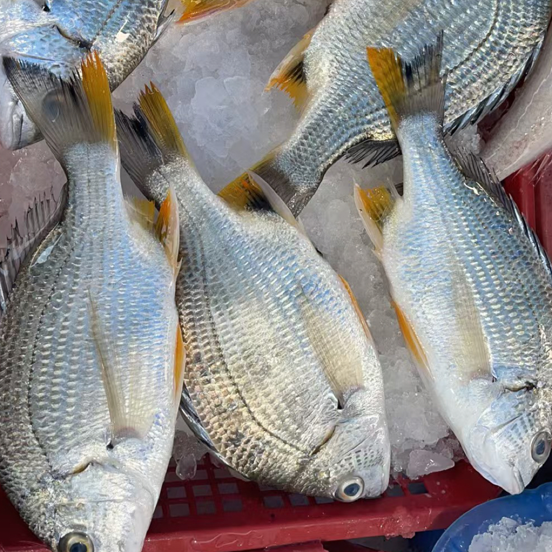 湛江吴川新鲜天然，黄脚立五斤，广东碎冰顺丰包邮