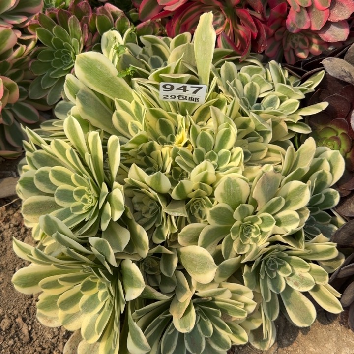 绿豆沙……多肉植物……
