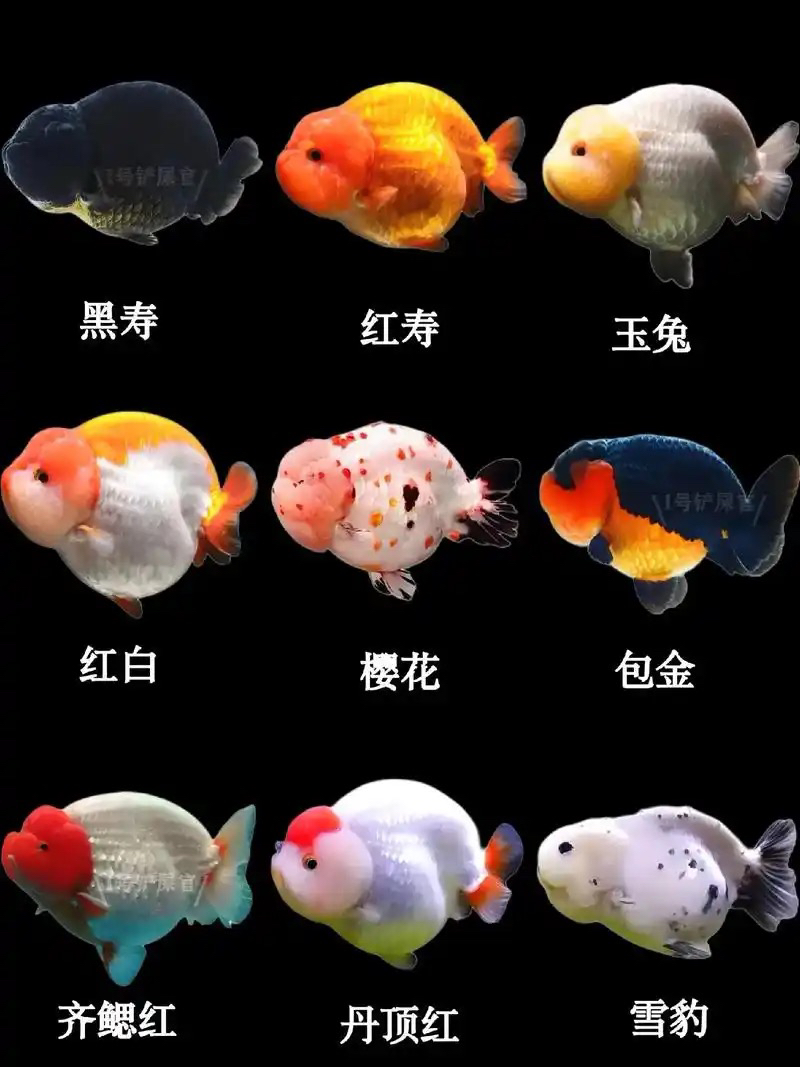 F1精品泰狮短尾将军一条